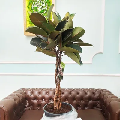 Фикус бенджамина переплетенный гигант высотой 130см в горшке (Ficus  benjamina exotica twist) купить с доставкой в СПб