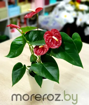 Горшечное растение Антуриум An Lipstic Red (Мужское счастье)  (ID#654754735), цена: 370 ₴, купить на Prom.ua