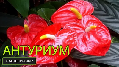 Купить цветок Антуриум недорого в Москве, СПб с доставкой / Geo Glass