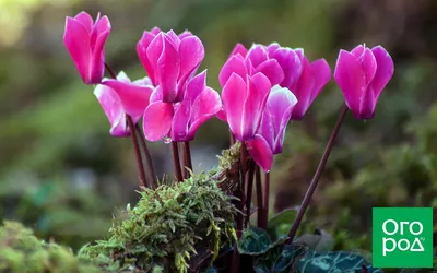 Цветок цикламен: как ухаживать и выращивать в домашних условиях? |  Дачник.RU | Дзен
