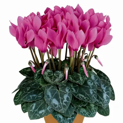 Cyclamen propagation from seeds - YouTube