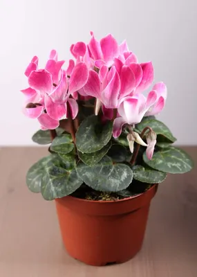 Цикламены Купить в Киеве Цикламен (Cyclamen). Доставка по Украине