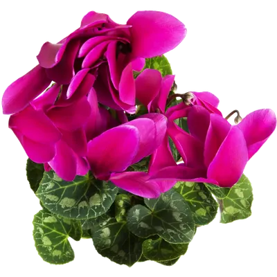 Цветок Цикламен купить для Бизнеса и офиса по оптовой цене с доставкой в  СберМаркет Бизнес