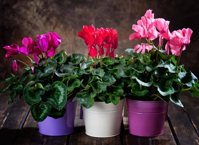 Цикламен бело-розовый ⌀10 купить в Москве с доставкой | Магазин растений  Bloom Story (Блум Стори)