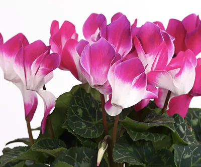 Цветок Цикламен микс 10х20 купить онлайн | заказать в магазине VARUS