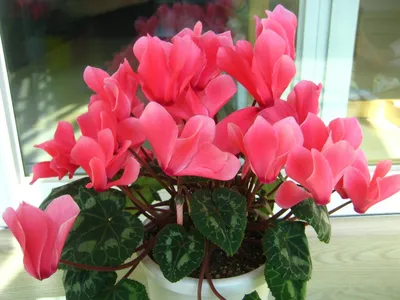 Комнатный цветок \"Цикламен Петтикоат\" купить по низкой цене в  интернет-магазине kashpo.store