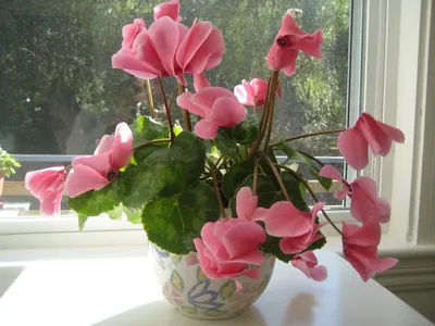 Купить Искусственные цветы Цикламен в вазоне/Искусственные цветы для  декора/Декор для дома по выгодной цене в интернет-магазине OZON.ru  (275442086)