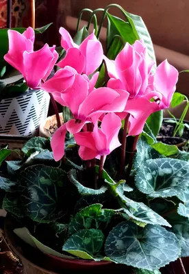 Цикламен пылающая роза ⌀12 купить в Москве с доставкой | Магазин растений  Bloom Story (Блум Стори)
