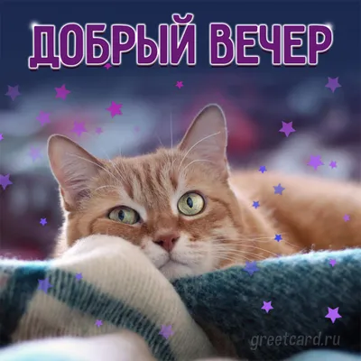 Лучшие фото (40 000+) по запросу «Вечер» · Скачивайте совершенно бесплатно  · Стоковые фото Pexels