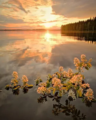 Amirchik – Розовый вечер (Pink Evening) Lyrics | Genius Lyrics
