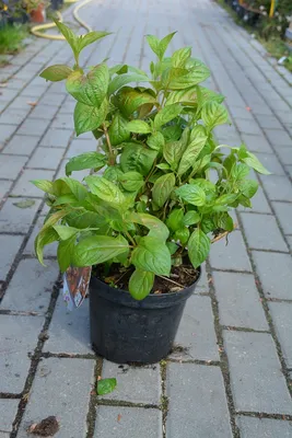 Wings of Fire Weigela - Weigela florida 'Wings of Fire' – ServeScape