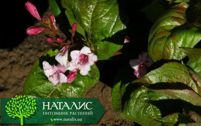 Weigela florida 'Wings of Fire' (PBR) - Boomkwekerij Coonen