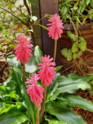 Вельтгеймия капская (Veltheimia capensis) | Идеи посадки растений,  Комнатные растения, Растения