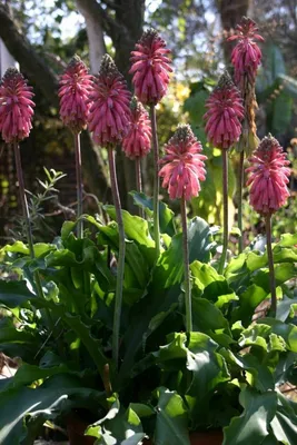 Вельтгеймия прицветниковая (Veltheimia bracteata) | Tuin struiken,  Bloemplanten, Zaden