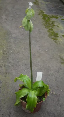 Коллекции растений ЦСБС СО РАН - Veltheimia capensis (L.) Redouté –  Вельтгеймия капская