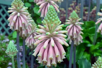 Коллекции растений ЦСБС СО РАН - Veltheimia capensis (L.) Redouté –  Вельтгеймия капская