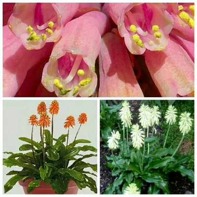 комнатные домашние цветы Вельтгеймия фото, семена, описание, характеристики  - растения для дома