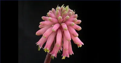 Вельтгеймия капская (Veltheimia capensis) — описание, выращивание, фото |  на LePlants.ru