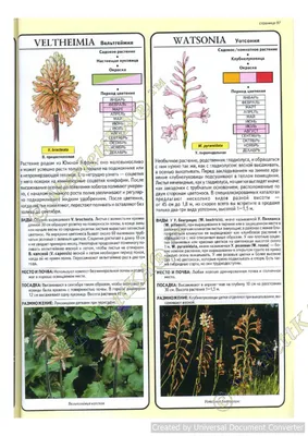 Вельтгеймия (Veltheimia) — описание, выращивание, фото | на LePlants.ru