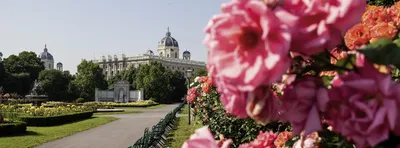 Весна в Вене - vienna.info