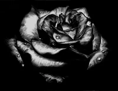 Черная роза венерическое заболевание - красивые фото