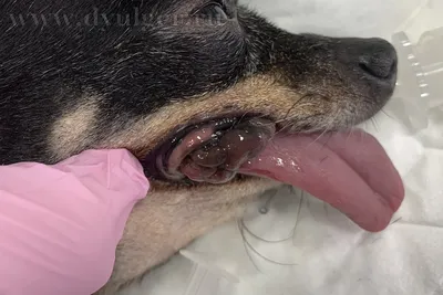 Венерическая саркома у собак - лечение, симптомы, призники трансмиссивной  саркомы