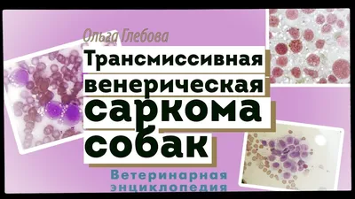 Трансмиссивная венерическая саркома собак | Ветеринарная клиника доктора  Шубина