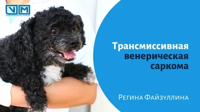 Собака Зоя, венсаркома, сбор средств на лечение - Фонд помощи бездомным  животным \"РЭЙ\"