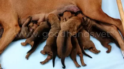 Перелом у собаки 🐶 симптомы и лечение переломов таза, ног, позвоночника,  бедра