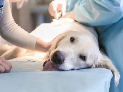Рак кожи у собак - симптомы, диагностика, лечение - Сеть Ветеринарных  Центров \"МЕДВЕТ\"
