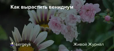 Венидиум Принц Зулу смесь 0,15 г LG Seeds: продажа, цена в Мариуполе.  Семена и клубни трав и цветов от \"Удачу на дачу\" - 1443423478