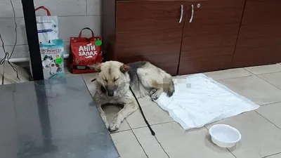 Собака Зоя, венсаркома, сбор средств на лечение - Фонд помощи бездомным  животным \"РЭЙ\"