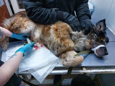 Разворотило половые органы: в Хабаровске обнаружили собаку с жутким  онкологическим заболеванием - KP.RU