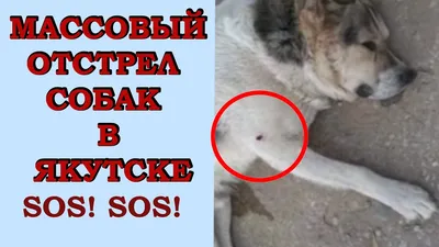 В Астрахани зоозащитники схватили пенсионера за грудки и обвинили в травле  собак - ЯПлакалъ