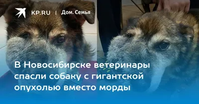 Собаку, которую забрали у бездомного в Гомеле, спасли от усыпления -  13.03.2018, Sputnik Беларусь