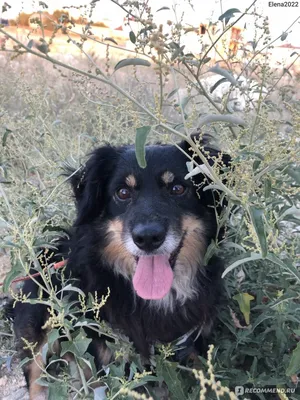 Подари Надежду (Кошкин Дом) on Instagram: \"У алкашей заживо гниет собачка,  возможно венсаркома ( был аналогичный случай недавно) может кто то  возьмется за животное? 8962 295-02-95\"