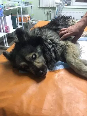 Первое впечатление – шок»: в Благовещенске спасают собаку с огромной  опухолью на голове ▸ Amur.Life