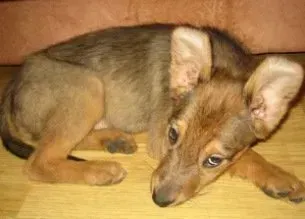 В Новосибирске ветеринары спасли собаку с гигантской опухолью вместо морды  - KP.RU