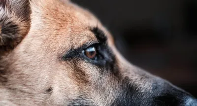 Погибшая в Якутске собака Кира помогла шестерым другим собакам -  StormMedia24