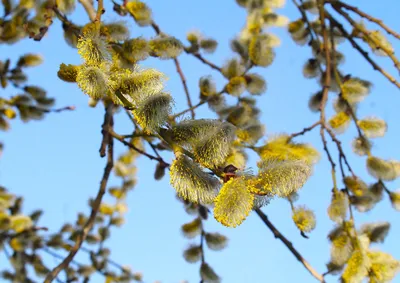 Верба Весна Ветки - Бесплатное фото на Pixabay - Pixabay