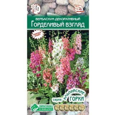 Коровяк, или Вербаскум — не сорняк, а эффектная вертикаль в дизайне  цветников | Цветник, Коттеджные сады, Цветники