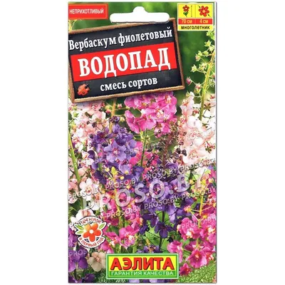 Шаг за шагом: как посадить вербаскум на участке для нарядной цветущей  клумбы: gardening_world — LiveJournal