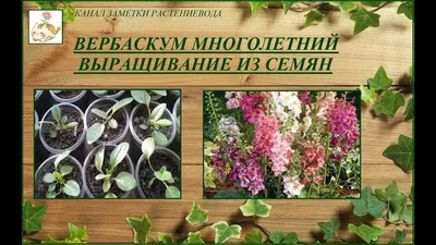 Вербаскум Коровяк (Вербаскум) f. белая - купить по выгодным ценам в  интернет-магазине OZON (1284443143)