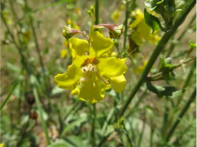 Вербаскум Саузен Шарм Verbascum Southern Charm - купить семена цветов с  доставкой по Украине в магазине Добродар