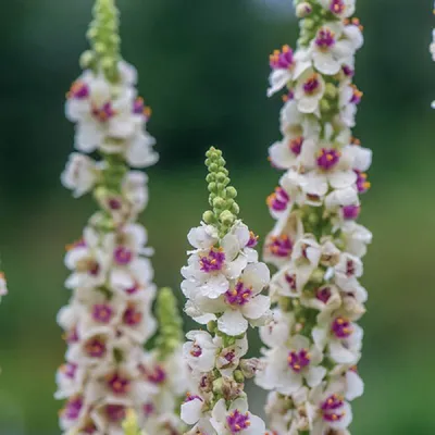 Verbascum nigrum / Вербаскум (коровяк) чёрный | Атлас цветущих растений