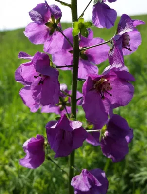 Коровяк (Вербаскум) гибридный Джеки ин Йеллоу с доставкой! 🌱 [Р746255]