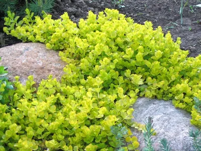 Lysimachia nummularia 'Golden Foliage' - Вербейник монетчатый 'Golden  Foliage' - Продажа многолетников в Петербурге