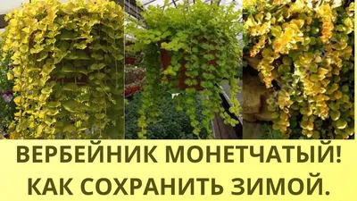 Вербейник монетчатый «Goldilocks»: купить недорого с доставкой — Крокус-ВЛ