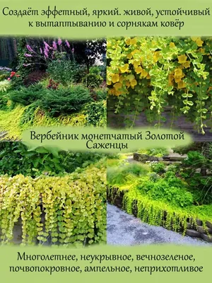 Вербейник монетчатый (Lysimachia nummularia)