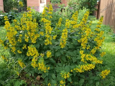 Вербейник монетчатый (Lysimachia nummularia) - Вербейник монетчатый -  Вербейник - Многолетники - Каталог - LESKOVO-PITOMNIK.ru